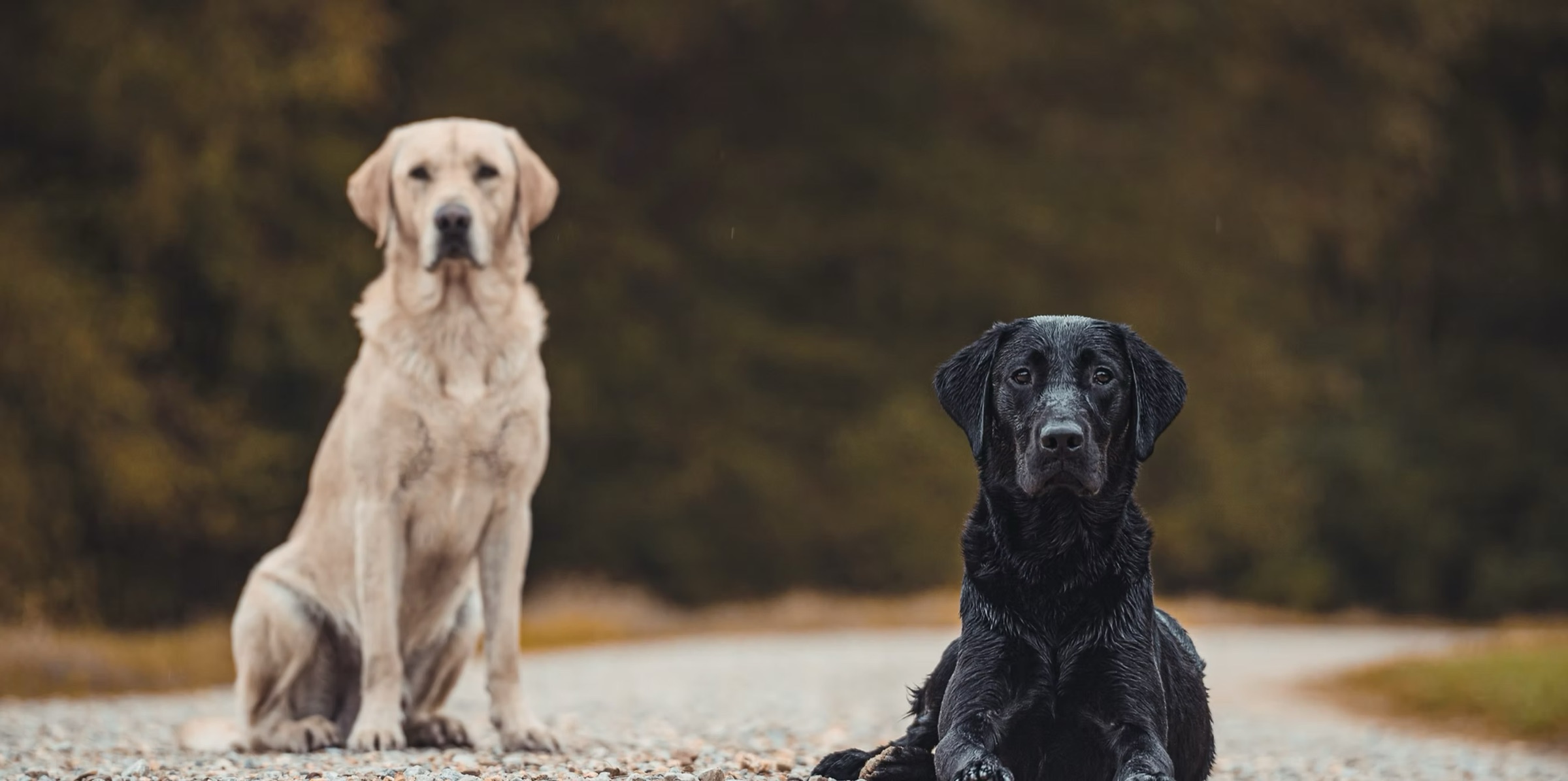 A yellow Labrador sitting and a black Labrador lying down on a gravel road, both steady on the camera.