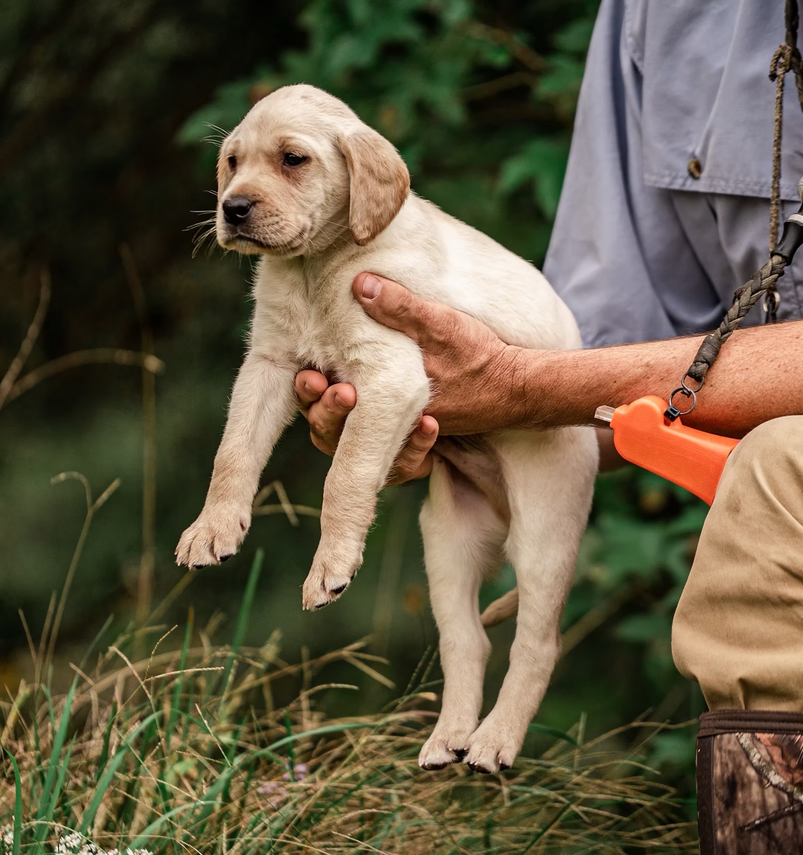 A yellow Labrador puppy held up in a handler’s hand, an orange whistle on a lanyard beside it.