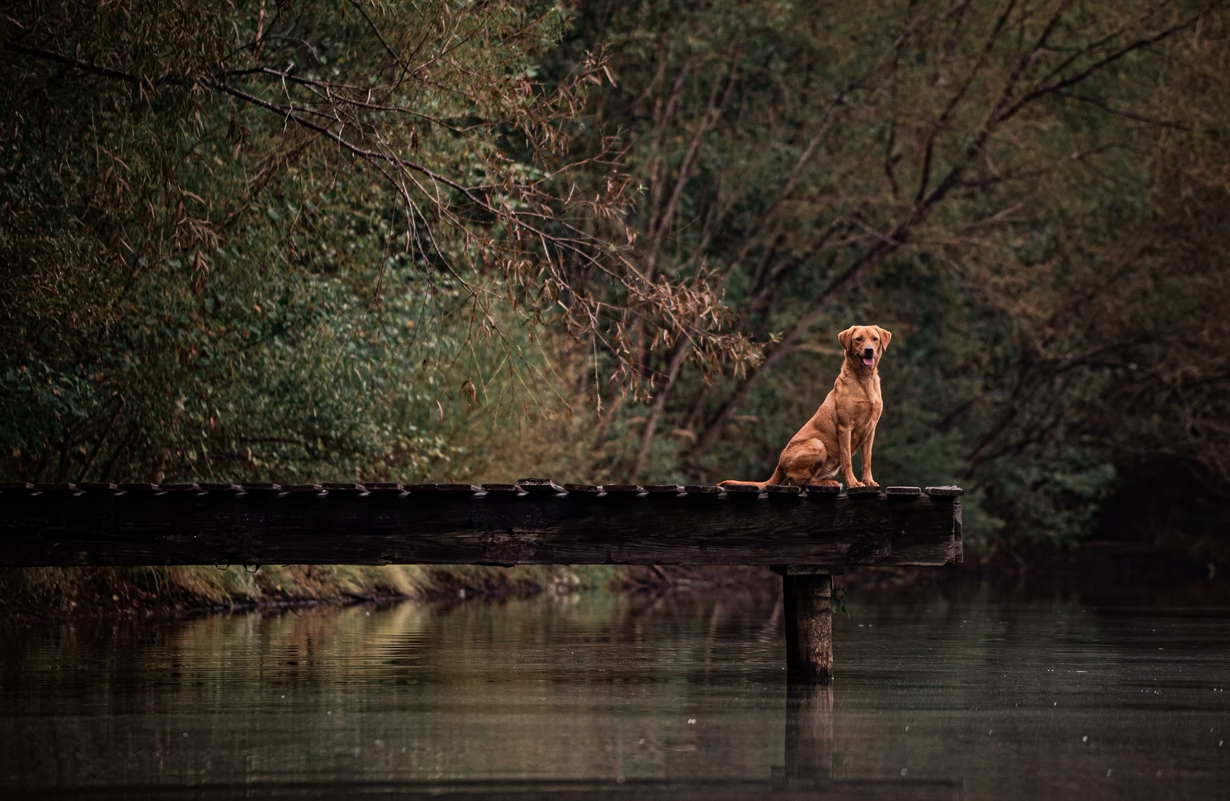 A fox red Labrador sitting at the end of a wooden dock over still water.
