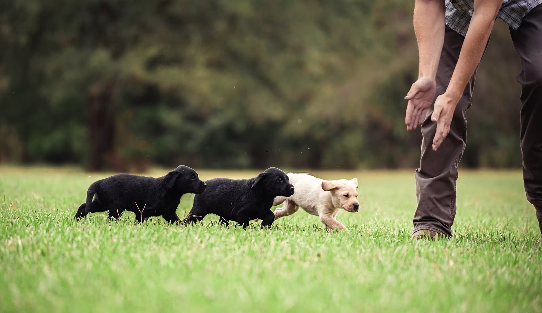 Three Labrador puppies, two black and one yellow, running across the grass to a handler’s outstretched hands.