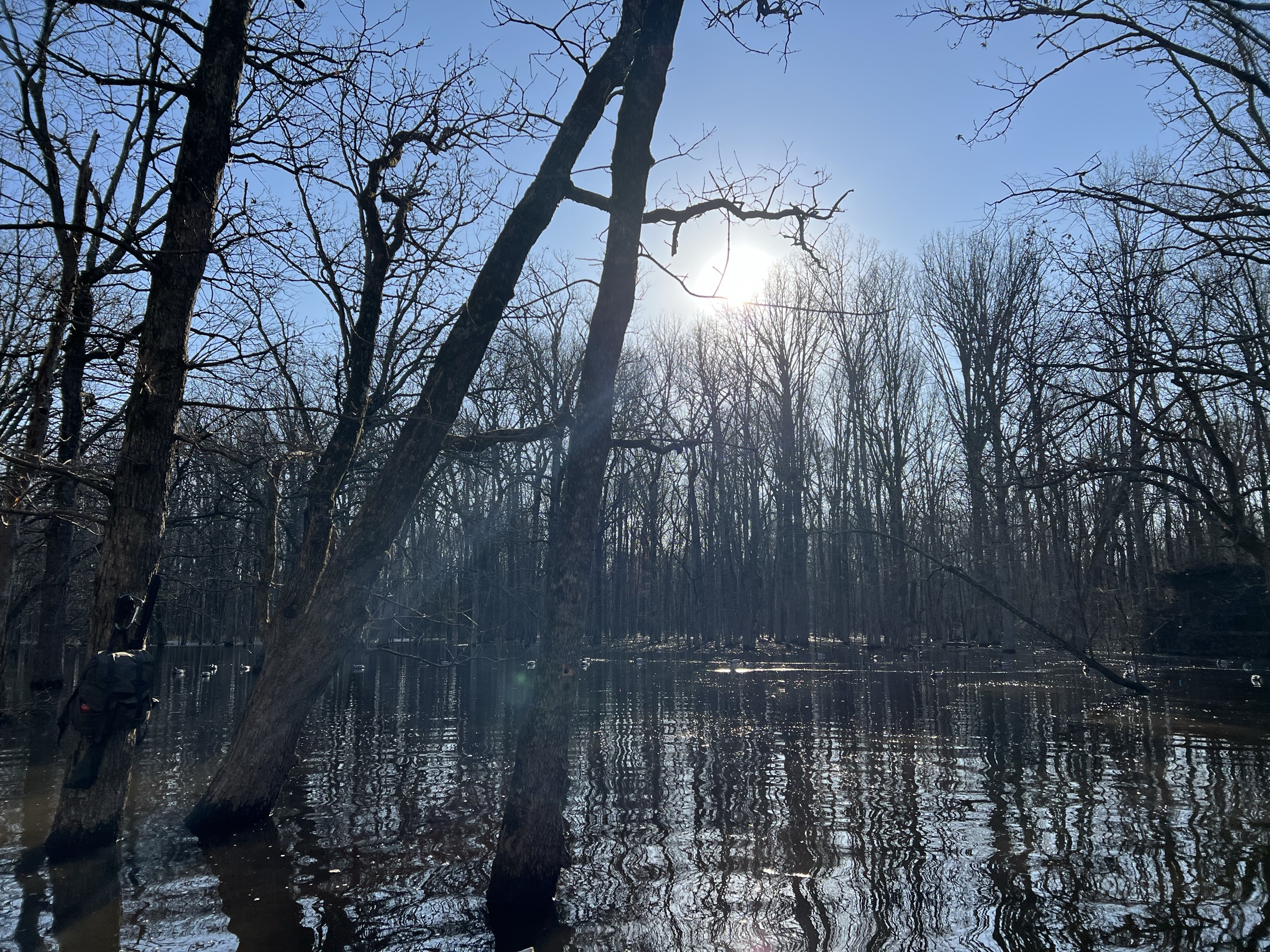 Low winter sun through the flooded timber.