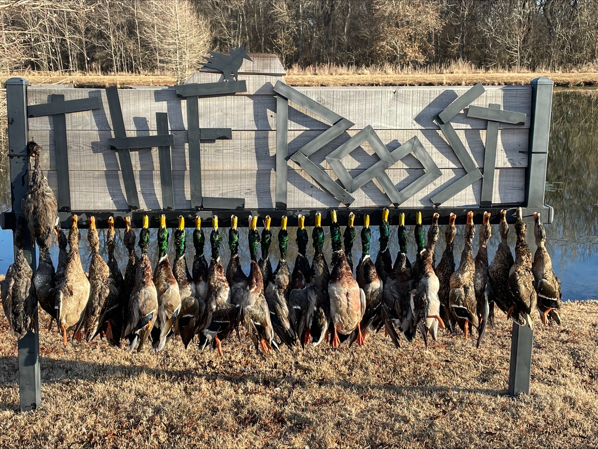 The morning’s strap of mallards hung beneath The Roost sign.