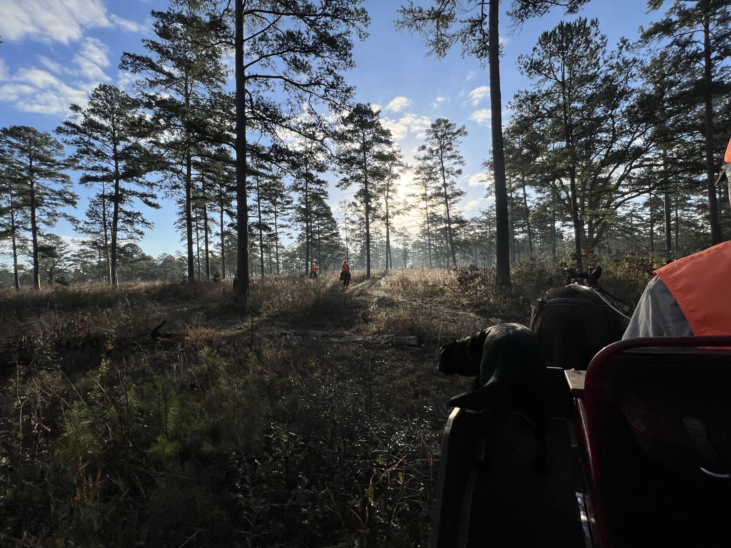 Wild quail hunting in the Red Hills region of South Georgia and North Florida.