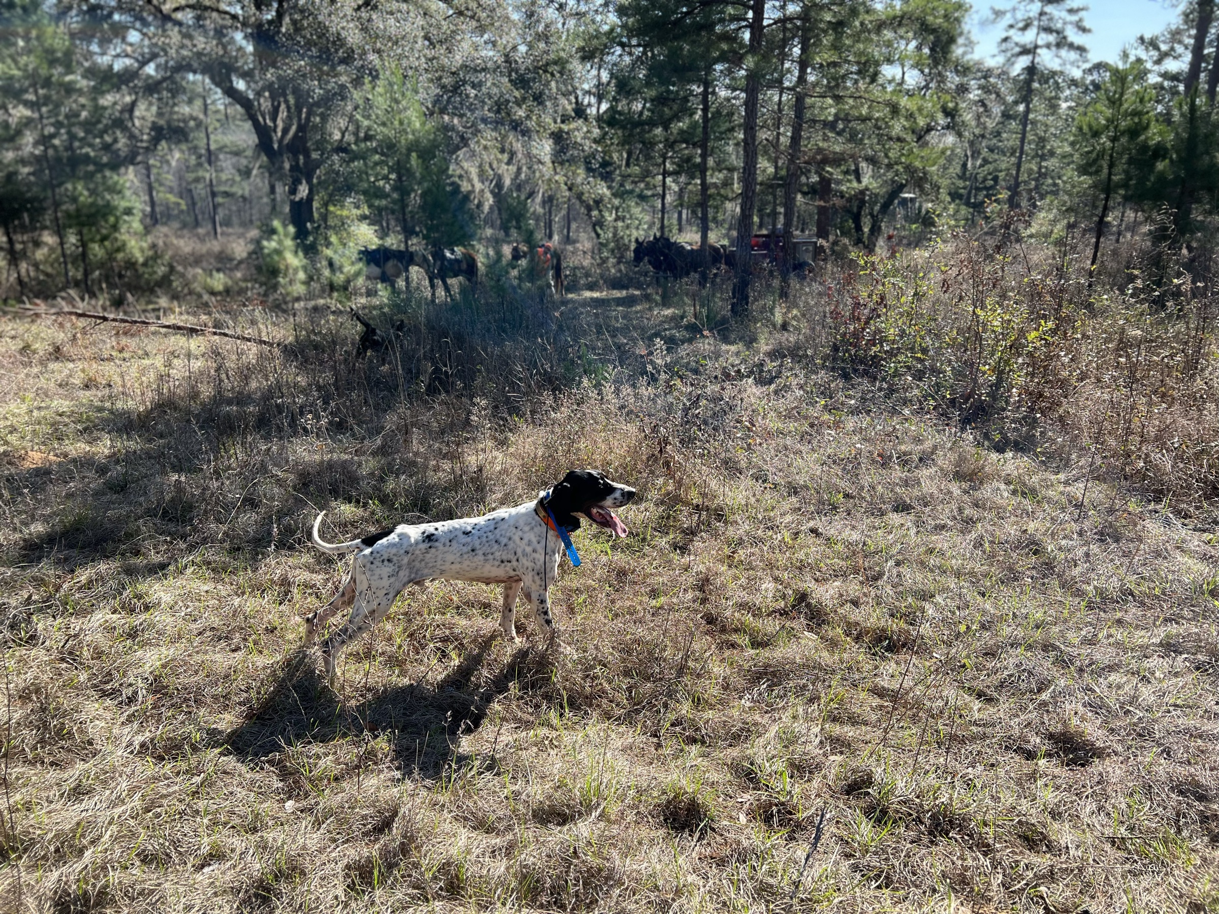 An English pointer on point in the broomsedge.
